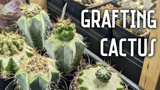 I graft cactus for the first time (it's a hot mess) | Updates \u0026 results included!