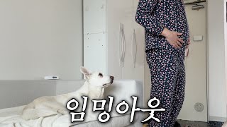 가족의 임신 사실을 알게 된 진돗개의 태도 변화