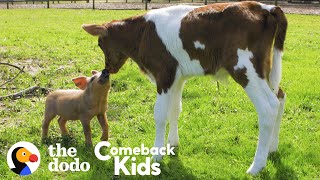 Tiny Piglet's Whole World Changes When She Meets This Baby Cow | The Dodo Comeback Kids