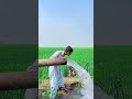 bache pr zulam krne ka anjam india trending ytshorts reels pakistan viralvideo shorts uk