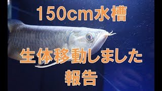 遂に150ｃｍ水槽にアロワナを移動しました！