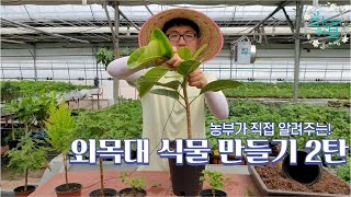 농부가 알려주는 외목대식물만들기 2탄 (율마, 장미허브, 뱅갈고무나무)