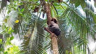 ගස් නැග පොල් කැඩීම | Traditional coconut plucking