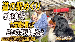 大型犬の車中泊旅／新潟から群馬へ道の駅をめぐりながら帰阪するよ！／中部上信越わんこ旅（その10）／2024GW#10／大型犬散歩