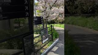 大阪天王寺公园樱花盛开