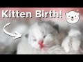 Ragdoll Cat Gives Birth to Ragdoll Kittens 🐱 So Cute