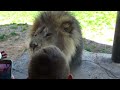 lion roars in kids face lincoln park zoo chicago