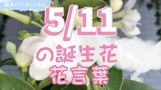 5/11の誕生花と花言葉【園芸のぶチャンネル】【５月】【１１日】【ガーデニング】【雑学】【トリビア】【マダガスカルジャスミン】