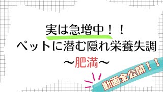 実は急増中！ペットに潜む隠れ栄養失調〜肥満〜