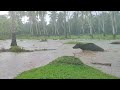 RESCUING ANIMALS IN FLOOD CRISIS