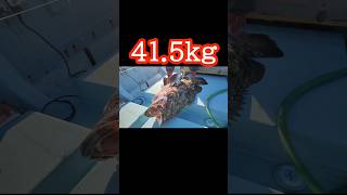 41.5kg ヤイトハタ  泳がせ釣り   クエ  ハタ   モロコ、アラ   過去動画切抜き #shorts #grouper #釣り