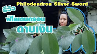 รีวิวฟิโลเดนดรอน ดาบเงิน Philodendron Hastatum Silver Sword ต้นใหญ่ใบสวยขยายพันธุ์ง่าย