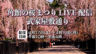 【4月17日】角館の桜まつり_仙北市武家屋敷通り