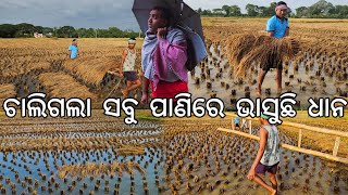 ଚାଲିଗଲା ସବୁ ପାଣିରେ ଭାସୁଛି ଧାନ l Gouranga Nayak Odia Vlogs