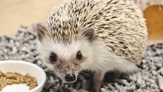 Chai12月号 巻頭特集「こんなペット飼ってます!」