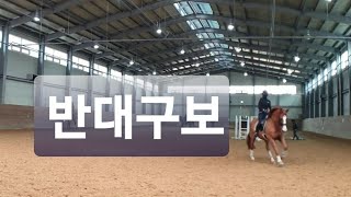 반대 구보 연습 | 마장마술 기승일기 | 직장인취미 승마 브이로그 | 오늘만 같아라♡ | dressage