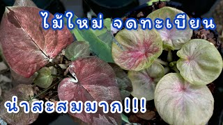 EP.135 สวนบอนสีพระทำ | ไม้ใหม่ประจำสวน น่าสะสมมาก บอนสีตับวัน บอนสีปางพระประจำวัน