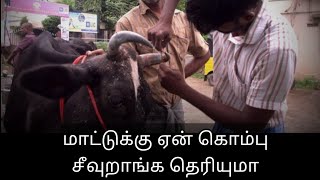 மாட்டுக்கு ஏன் கொம்பு சீவுறாங்க தெரியுமா ? உரிமையாளர் நேர்காணல்