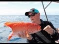 Fishing Video, Big Fish, Big Screaming Drags on the Great Barrier Reef!!