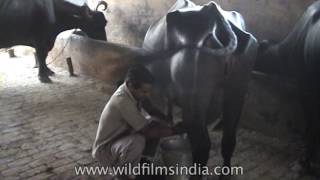 An Indian farmer hand milking a buffalo