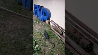 GEGER! KEMUNCULAN BIAWAK RAKSASA PENJAGA KAMPUS UNISMUH MAKASSAR