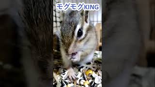 しまりす「ポン吉」食事風景です！！