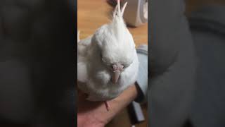 オカメインコが寝る前にする行動