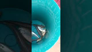 ត្រីស្រែស្រស់ៗ Fresh fish #foryou #viralvideo #viralshort #viralshorts #viralvideos