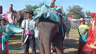 สุดอลังการ‼️ชุดอลังการ‼️ ขบวนแห่งานช้างจังหวัดสุรินทร์