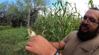 ep156 Two Years Time in the Garden. From 10.2020-to-12.202. Sonoran Desert Homesteading