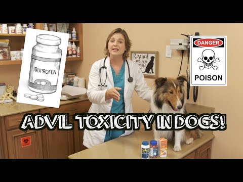 How much ibuprofen can you give a small dog?