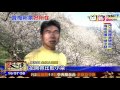 20170112中天新聞　中海拔賞梅秘境　九份二山國姓金瓜山