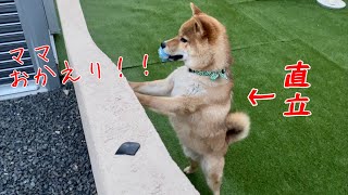 ママが帰宅した喜びのあまり、直立してしまった柴犬