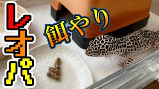 【ヒョウモントカゲモドキ】食べるのが下手なレオパ