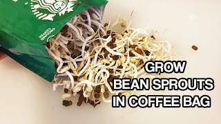 BEAN SPROUTS IN A COFFEE BAG in 4 DAYS | How to grow, full steps