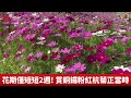 台中花毯節11日登場！全台首座「漂浮花都」吸睛【央廣新聞】