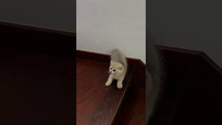 the cat failed to jump #funny #cat #everyone #highlights