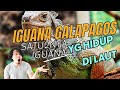 Fakta Iguana Laut, “Godzila Kecil” yg Hampir Punah  #iguana #iguanalaut #reptile #fakta