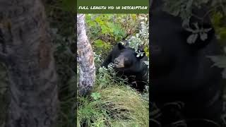 Smashing a Black Bear with a .44 Magnum #shorts