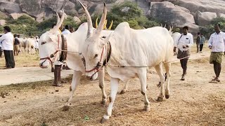 ఆదోని ఈవారం సంతలో//Super size dheshiya khilari Mixed bull's video || Adoni Market video's