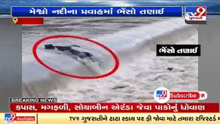 5 buffalos rescued from drowning in Talod by locals, Sabarkantha | TV9News