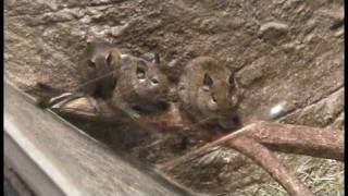 デグー一家degu family