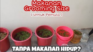 TIPS PEMAKANAN SEMASA GROOMING SIZE. SESUAI UNTUK PEMULA (TANPA MAKANAN HIDUP)