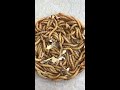 worms for chickens