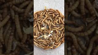 Worms for chickens