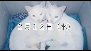 2月12日（水）本日の四字熟語