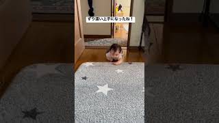 【生後6ヶ月の赤ちゃん】ずり這い上手になったね！ #shorts #赤ちゃん #baby