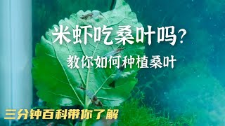 米虾吃桑叶吗？【三分钟百科】不会破坏水质的天然饲料 ！