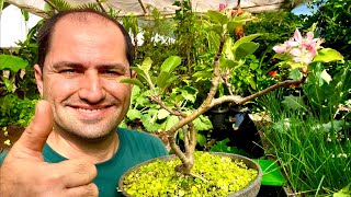 CINCO ENXERTOS NA MACIEIRA DO BONSAI COM TODOS FLORINDO