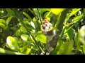 Giant Swallowtail Butterfly Caterpillar on Calamondin Citrus Host Plant